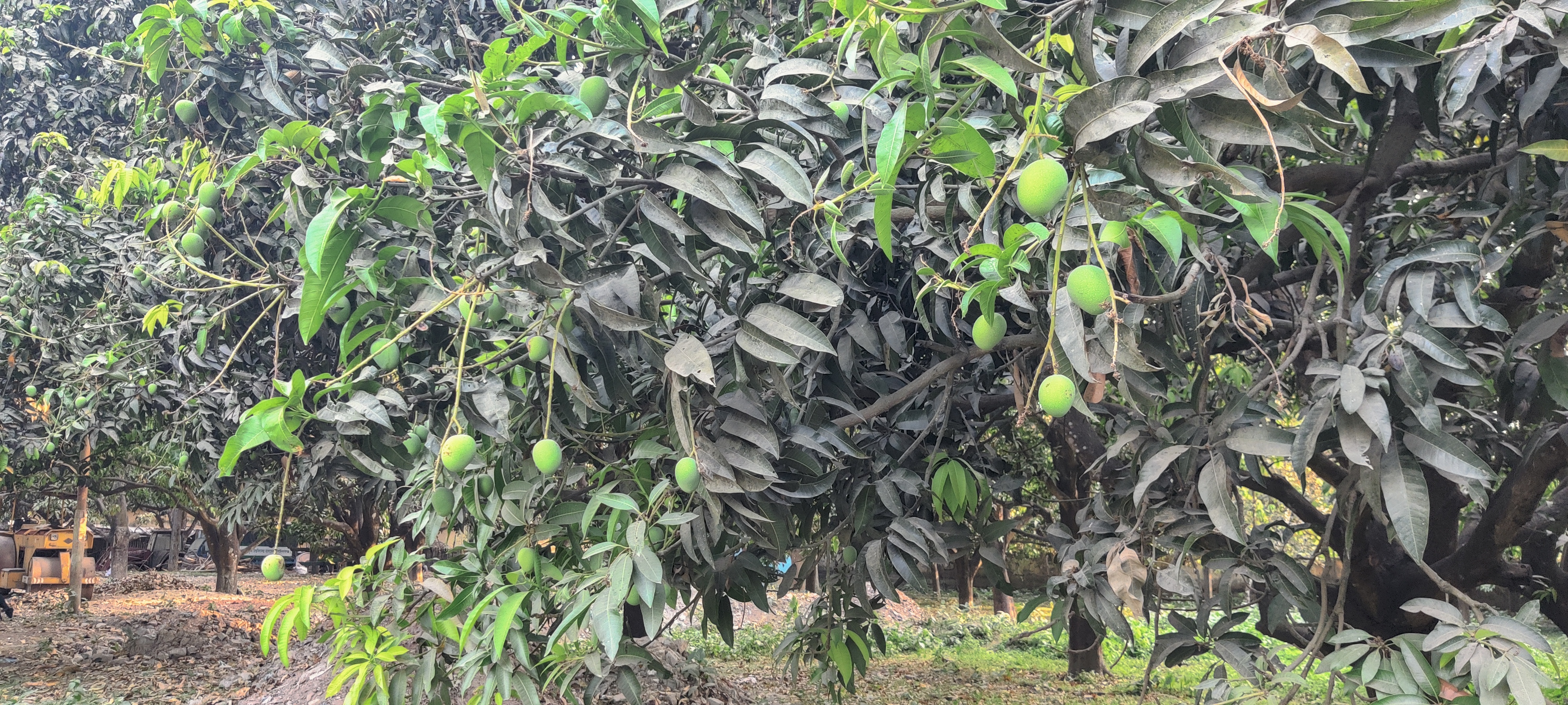 Fear of fruit failure grips mango growers in Chapainawabganj as heatwave Intensifies