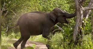 Woman killed in wild elephant attack in Ctg’s Lohagara