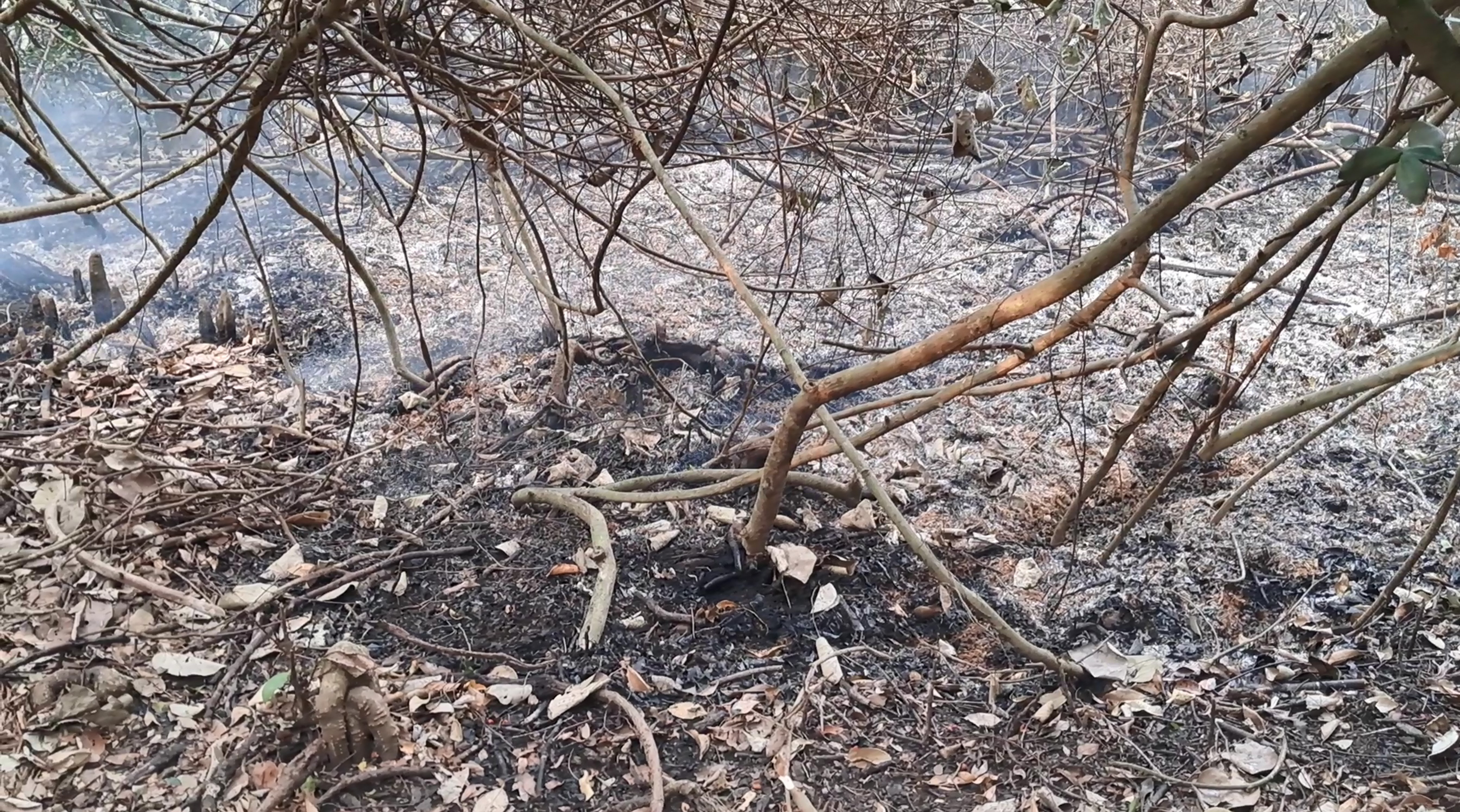 Probe committee formed over Sundarbans fire