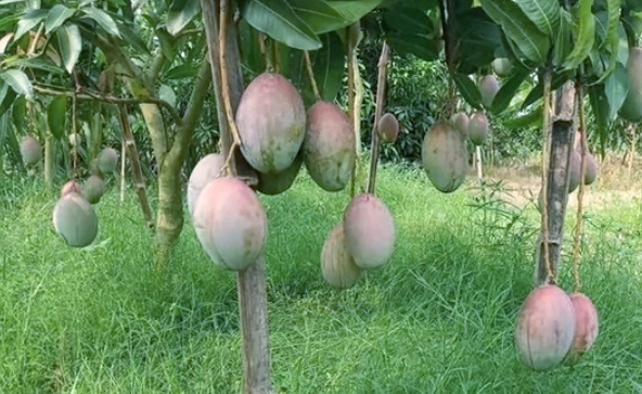 Naogaon district sets ambitious Tk 2500 crore target for mango sales