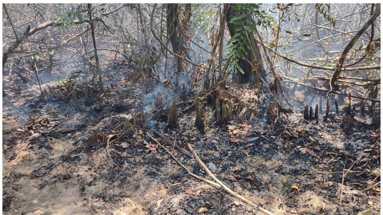 Sundarbans: Team assigned to check throughout the night if any fire seems to appear again