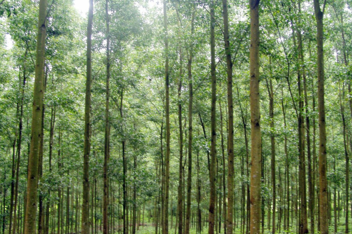 Đất rừng đặc dụng có xây nhà được không?