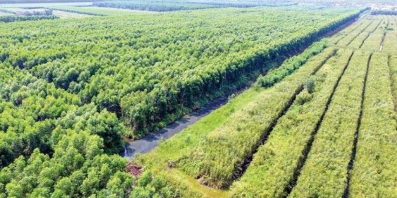 Giá đền bù đất rừng sản xuất hiện nay là bao nhiêu?