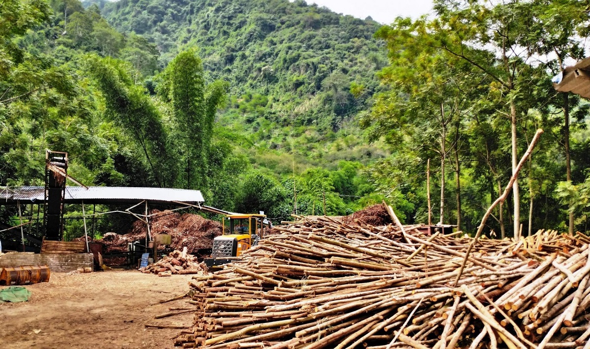 Hướng dẫn giải quyết tranh chấp hợp đồng khai thác gỗ