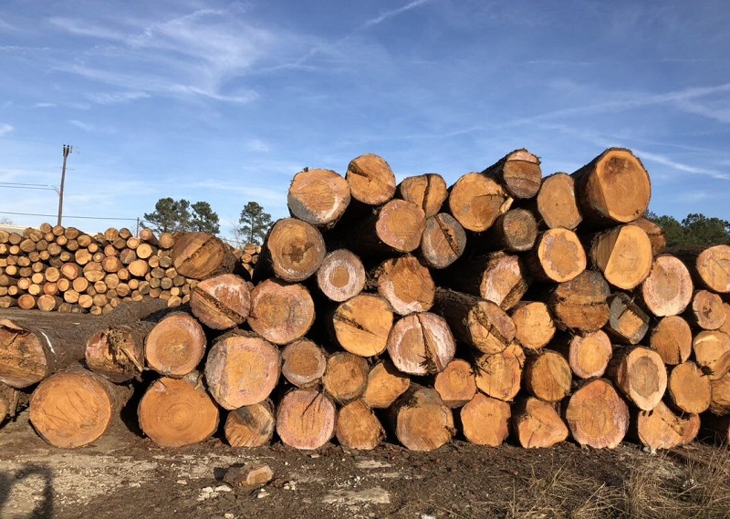 Hướng dẫn giải quyết tranh chấp hợp đồng khai thác gỗ
