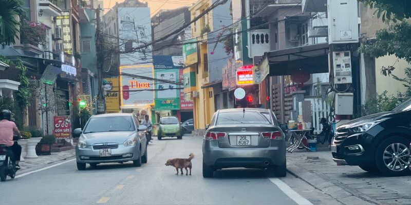 Thả rông động vật nuôi nơi công cộng bị xử phạt ra sao?