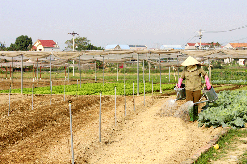 Mẫu đơn đề nghị hỗ trợ thiệt hại chăn nuôi do thiên tai