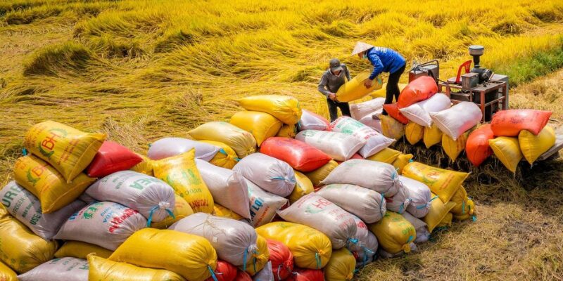 Quy định về quyền kinh doanh xuất khẩu gạo như thế nào?