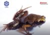 LIPI temukan katak mini di selatan Pulau Sumatera