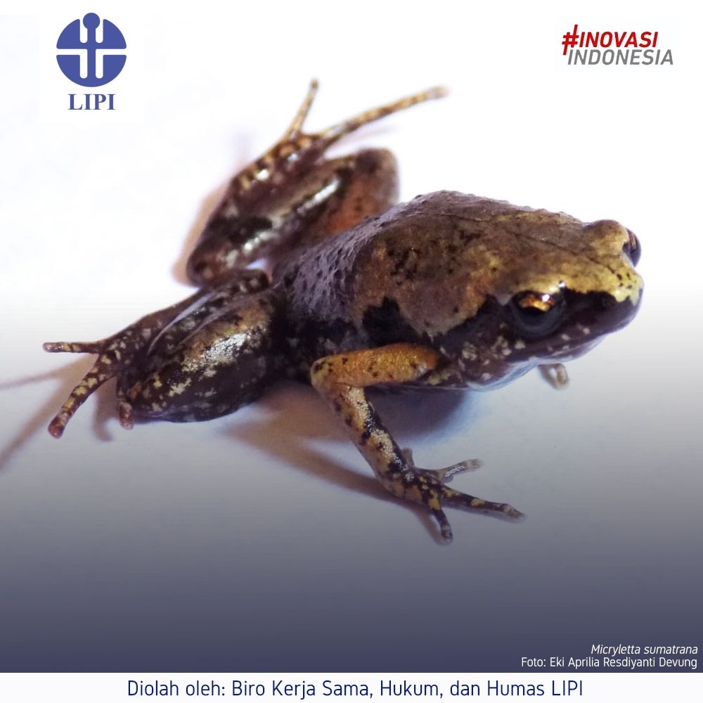 Indonesian scientists discover new species mini frog in Sumatra