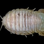Researchers discover new giant cockroach species in Indonesia’s deep sea