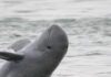 Indonesia’s mahakam dolphins driven away from natural habitats
