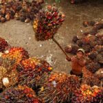 Indonesia develops green fuel in palm oil plantations