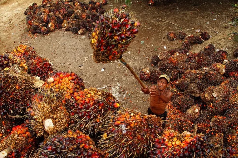 Indonesia develops green fuel in palm oil plantations