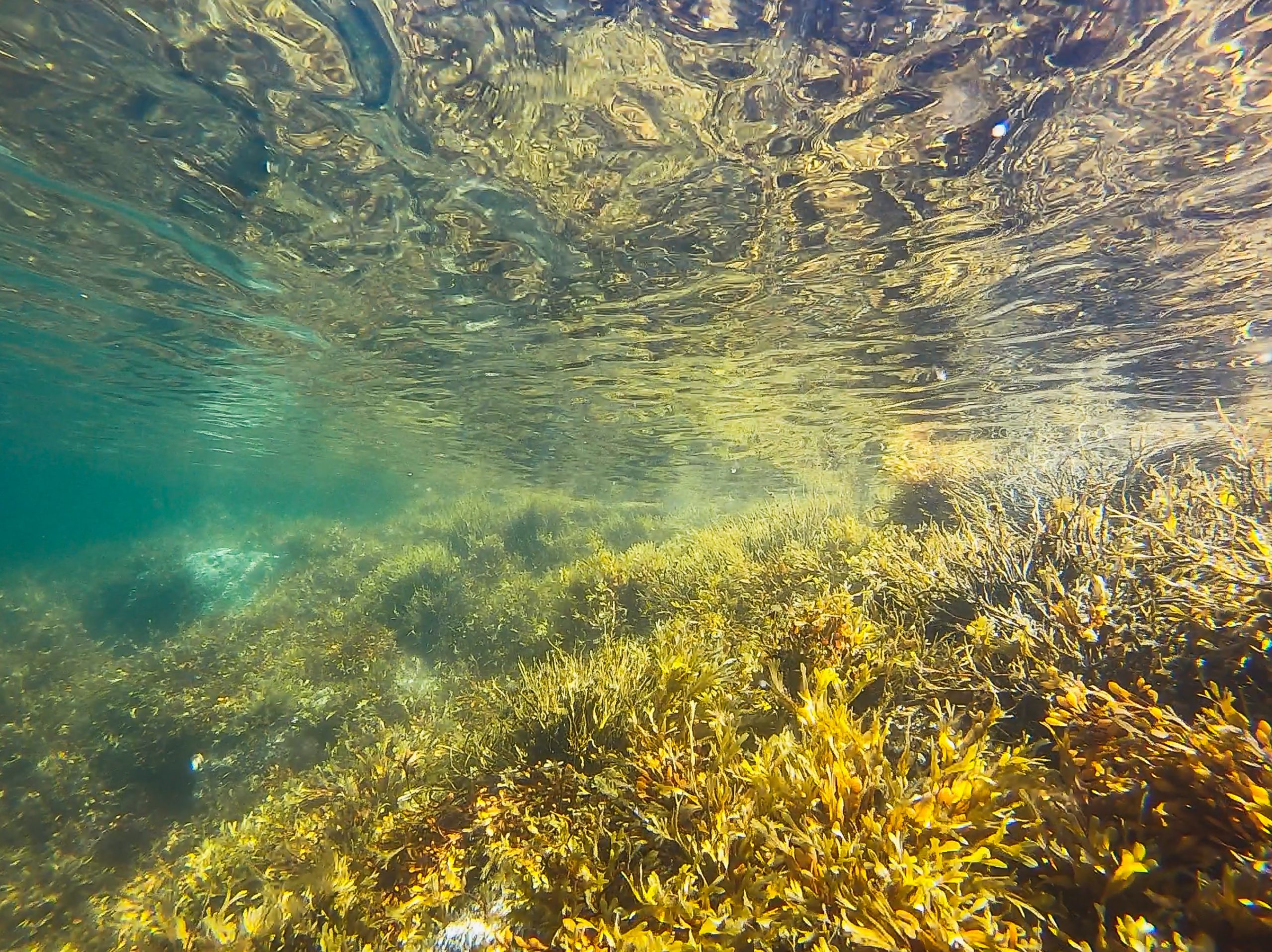 Indonesian seagrass beds in poor state: Scientists