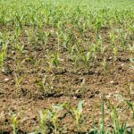 Indonesian fertilizer gets U.S. patent rights