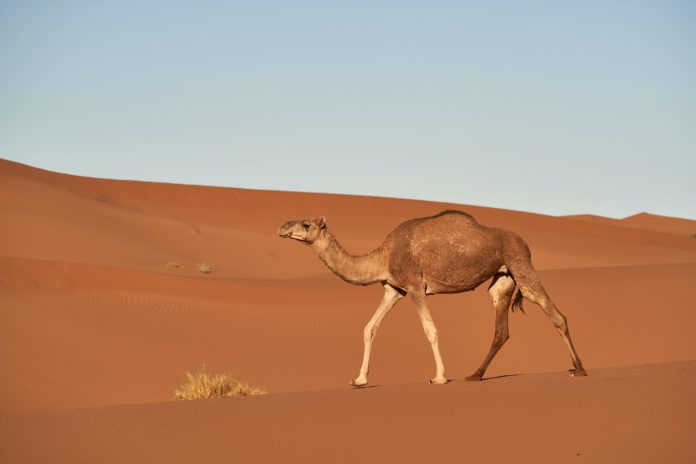 Saudi Arabia opens world’s largest camel hospital