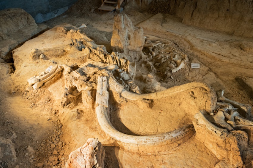 Ilmuwan Rusia temukan fosil mammoth berusia 1 juta tahun