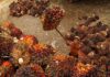 Palm oil efficient in land use: Research