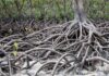 LIPI gunakan aplikasi MONMANG pantau mangrove