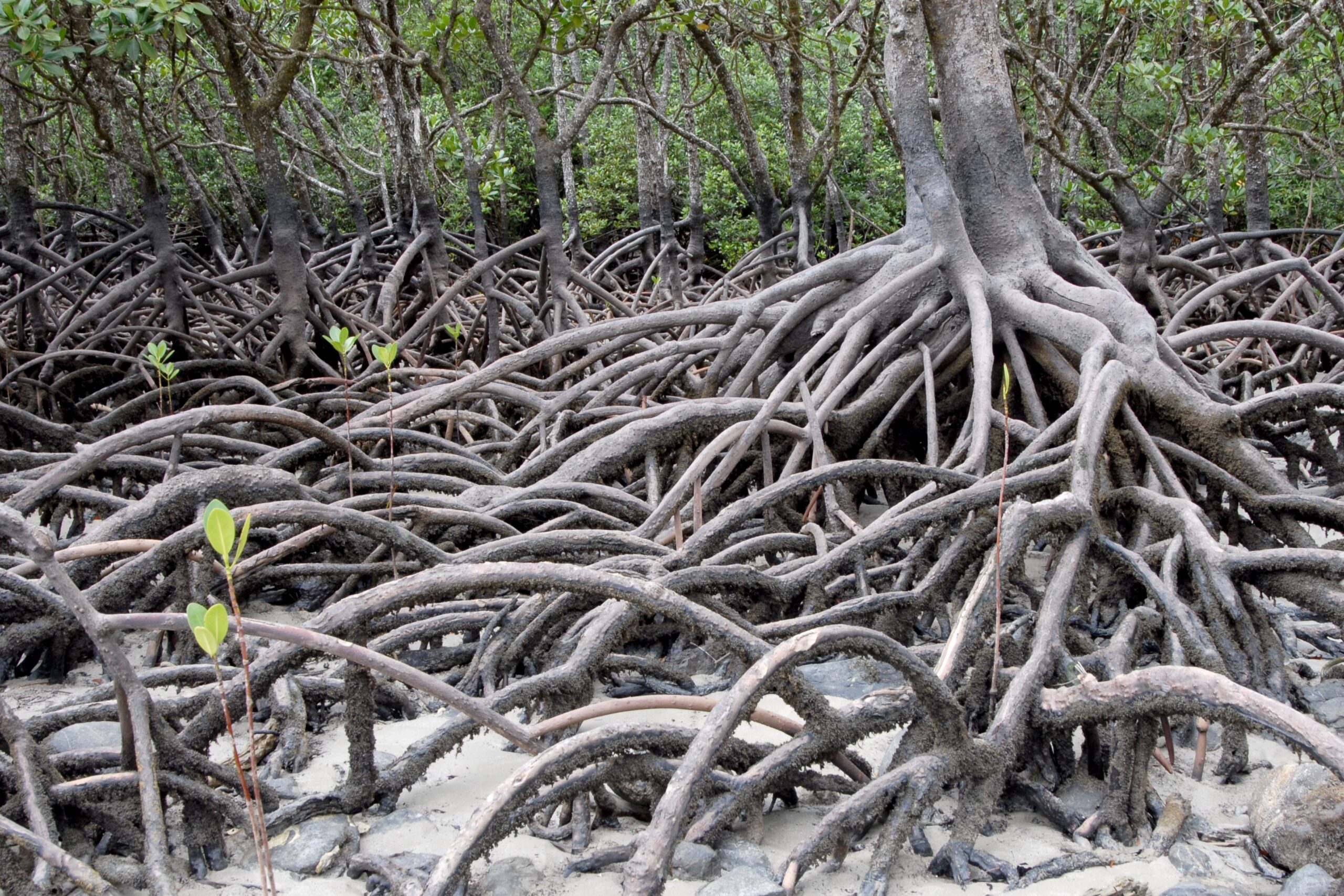 Indonesian science of institute uses MONMANG apps to monitor mangroves