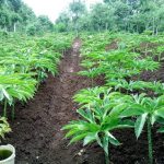 Indonesia has 600 species of taro plants