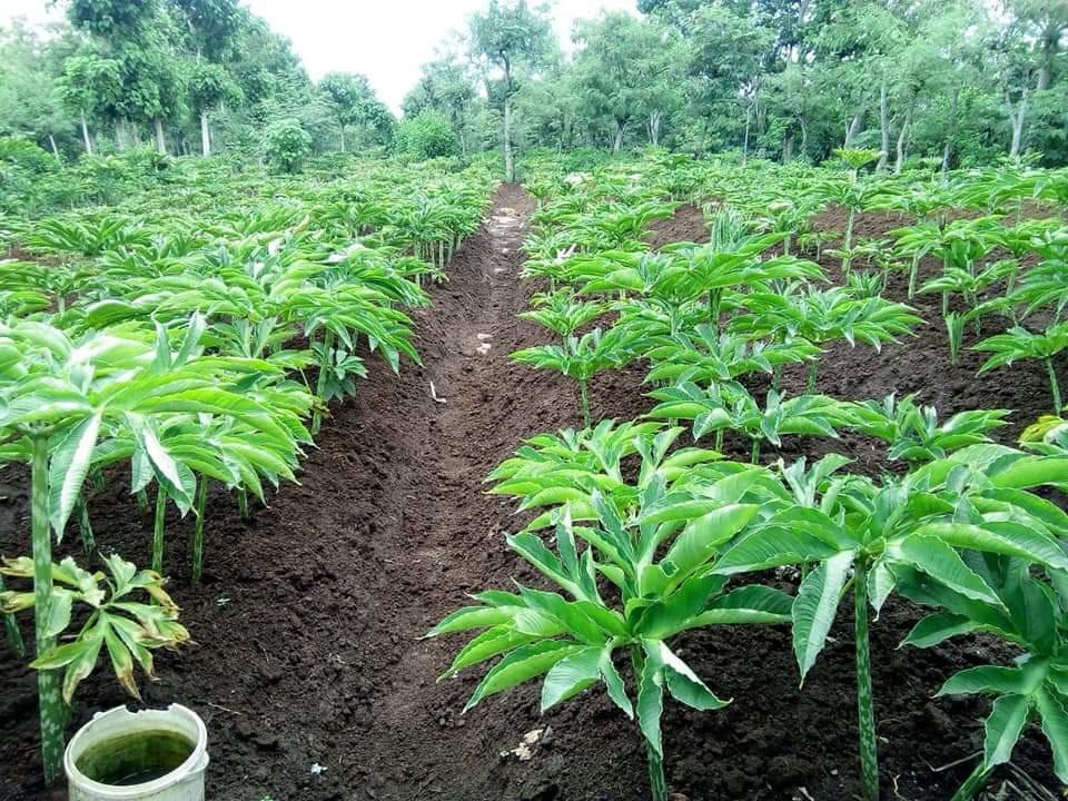 Indonesia has 600 species of taro plants