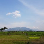 Indonesia’s food estate for paddy in C Kalimantan covers 32 thousand hectares