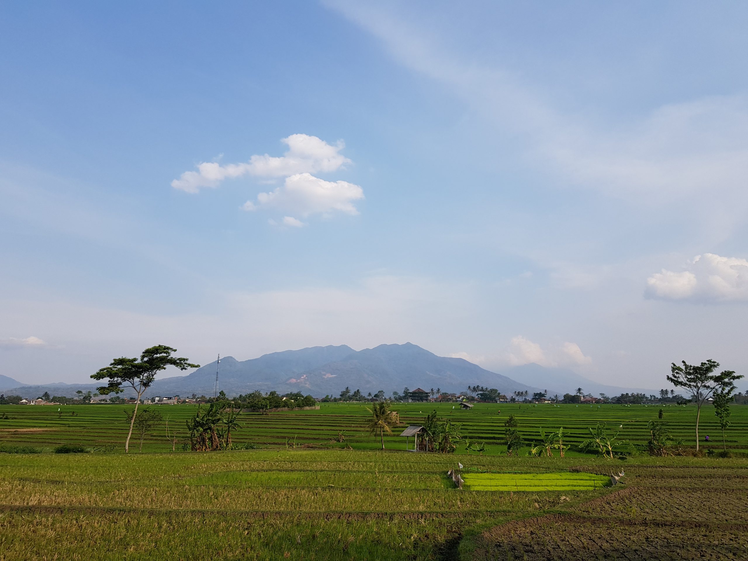 “Food estate” padi di Kalteng mencakup 32 ribu hektare