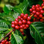96 percent of Indonesian coffee productions come from people’s plantations