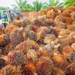 Indonesia’s palm oil exports increase by 244 million U.S. dollars in July