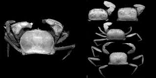 Indonesian researches discover new crab species in Papua