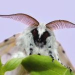 Indonesia has 12,000 species of moth
