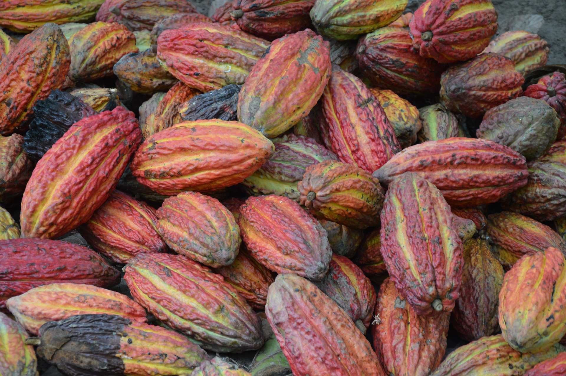 Indonesia’s cocoa exports recorded at 549 million USD during January-June 2020