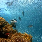 Indonesia launches largest coral reef restoration program