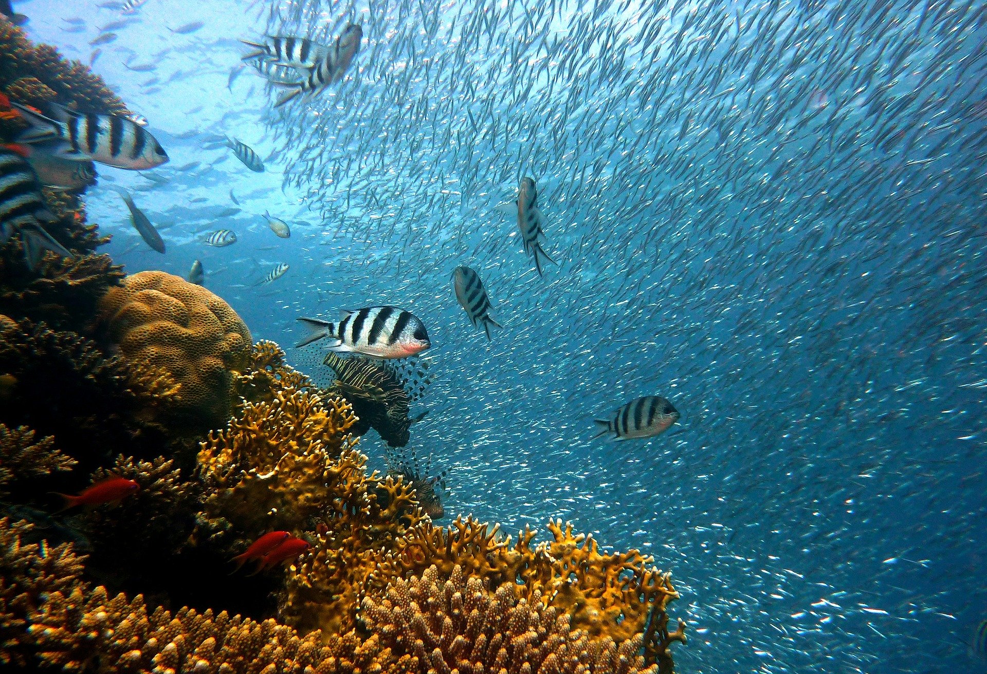 Indonesia launches largest coral reef restoration program