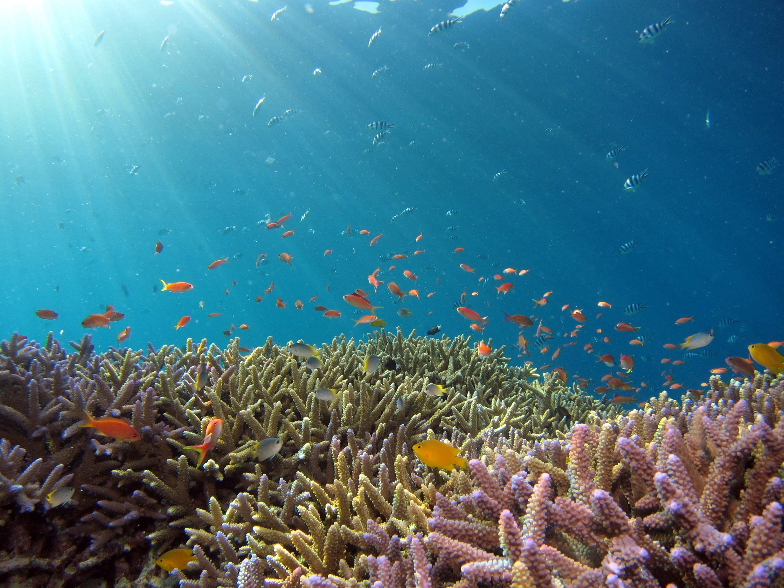 Pemerintah luncurkan program restorasi terumbu karang padat karya