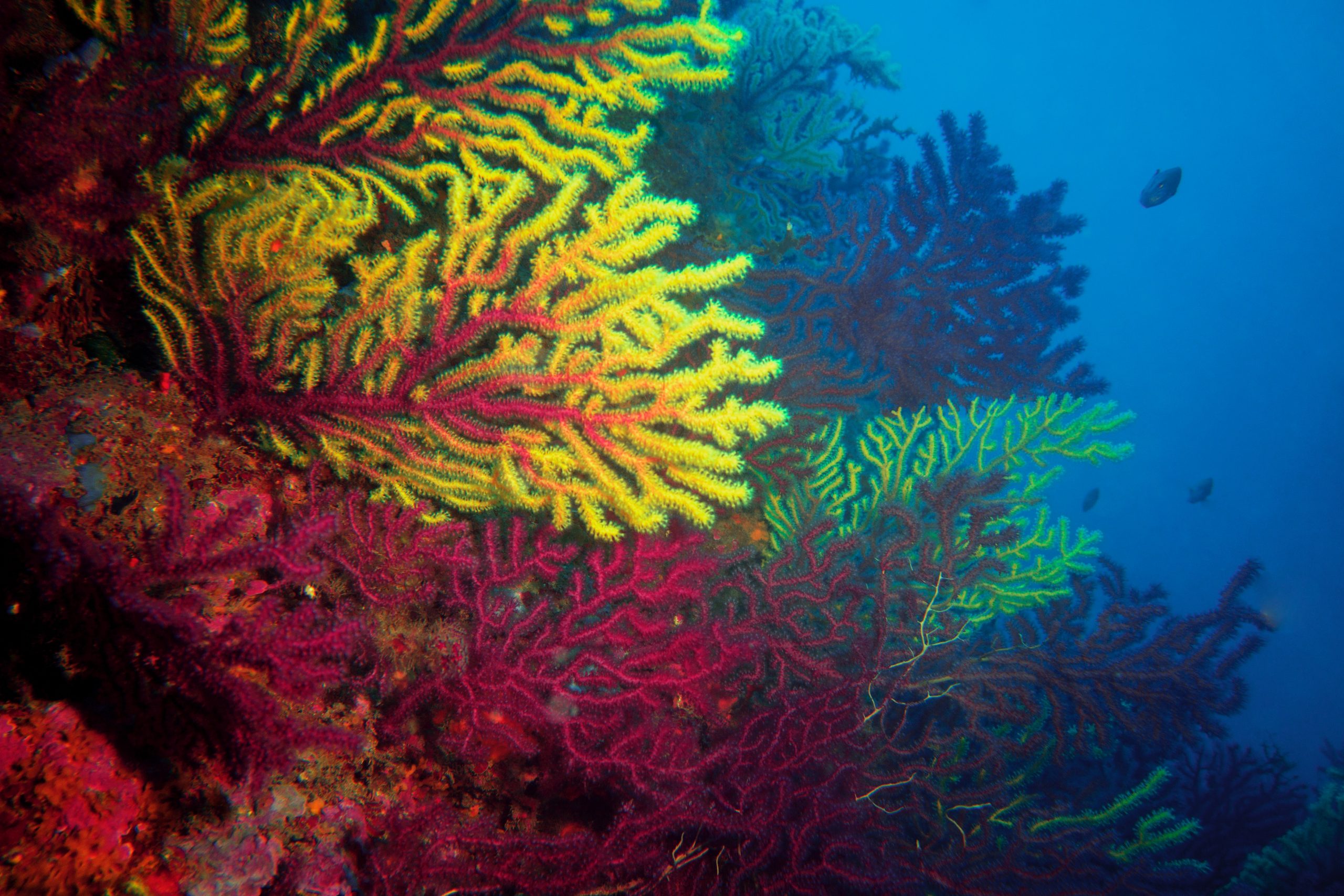Perubahan iklim hancurkan setengah terumbu karang raksasa Australia