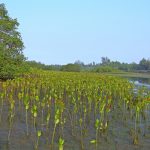 600 ribu hektar kawasan mangrove akan direstorasi