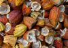 Ekspor produk kakao 549 juta dolar AS selama Januari-Juni 2020