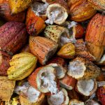Indonesia’s cocoa technical center helps farmers increase production