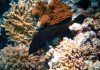 Indonesia pulihkan 50 hektar terumbu karang untuk wisata Bali