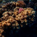 Indonesia restores 50 hectares of coral reefs in Bali