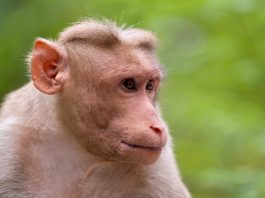 COVID-19 – Vietnam uji vaksin pada monyet