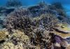 G20 committed to increasing global coral reef recovery by 10 percent