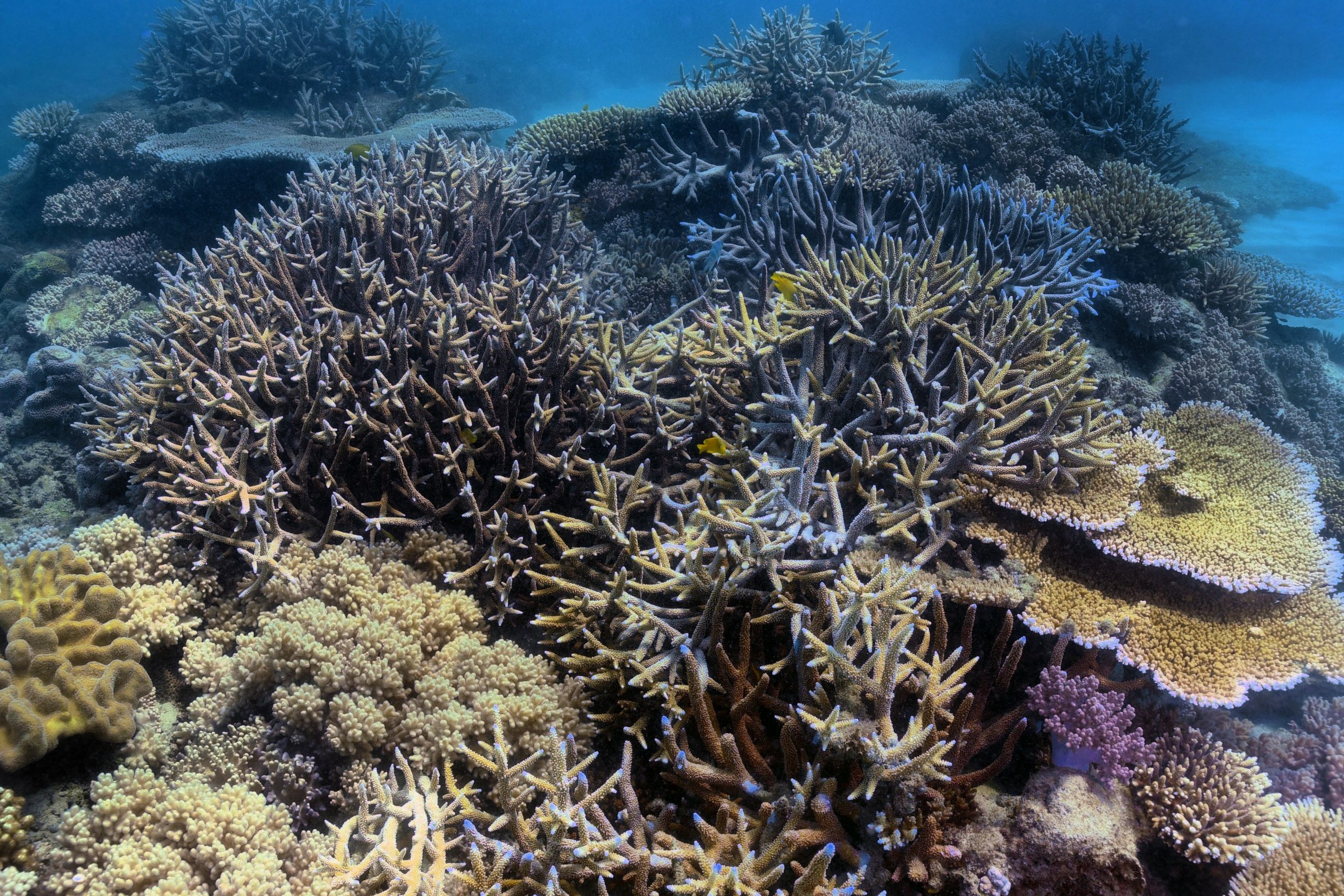 G20 committed to increasing global coral reef recovery by 10 percent