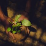Indonesia donates 500 filao tree seedlings for Madagascar’s reforestation