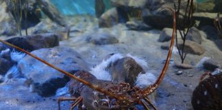 Indonesia punya tujuh jenis lobster