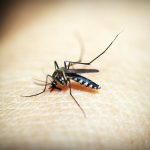 Upaya global lawan malaria terancam pandemik dan dana