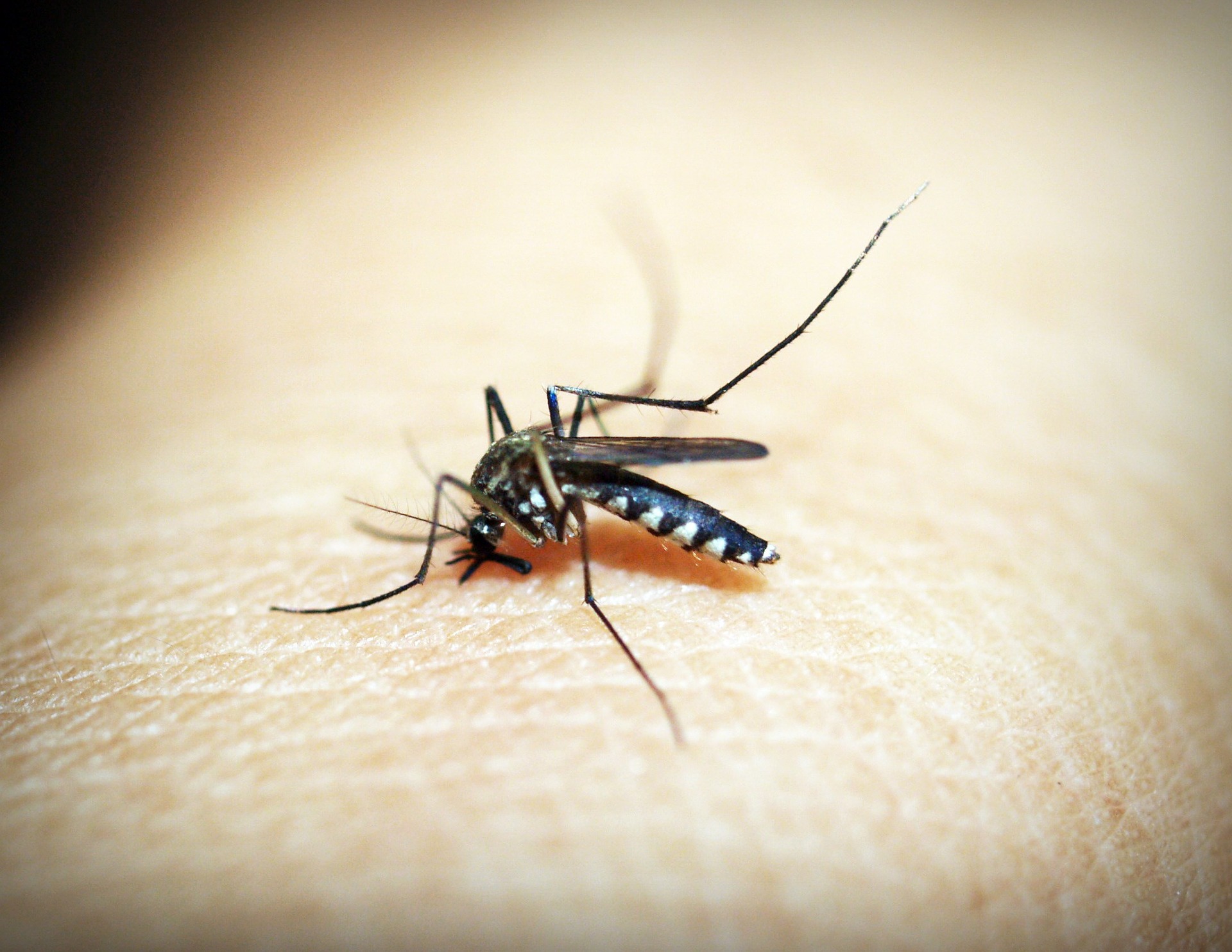 Upaya global lawan malaria terancam pandemik dan dana